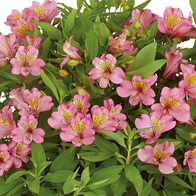 Alstroemeria Summer Rose - Lis des Incas Motte 4 cm x 4,5 cm (par 3)