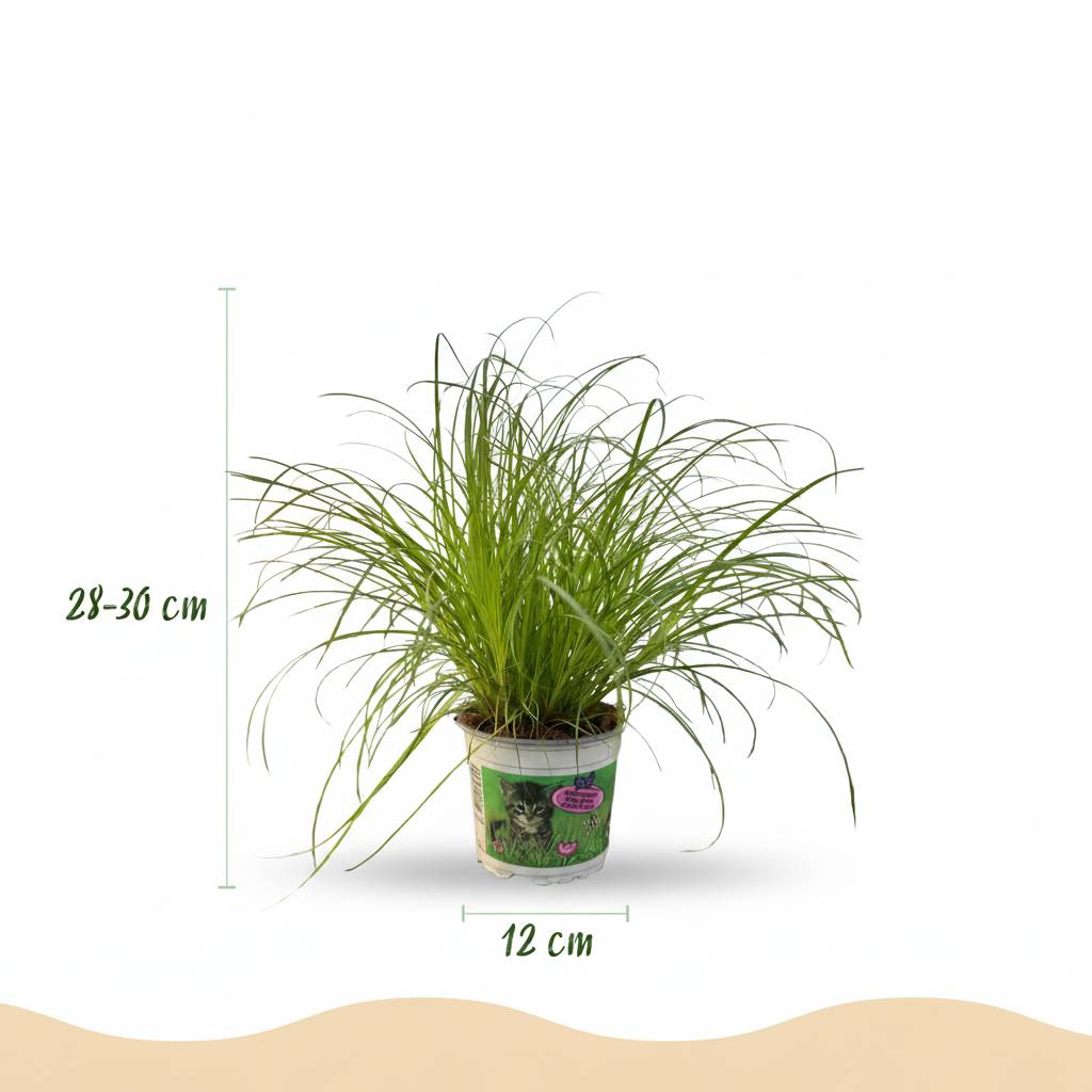 La Green Touch - Cyperus Alternifolius Zumula - H30cm - Image 3