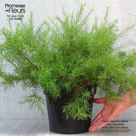 Promesse de Fleurs - Grevillea gracilis Alba Pot de 7,5L/10L - Image 2