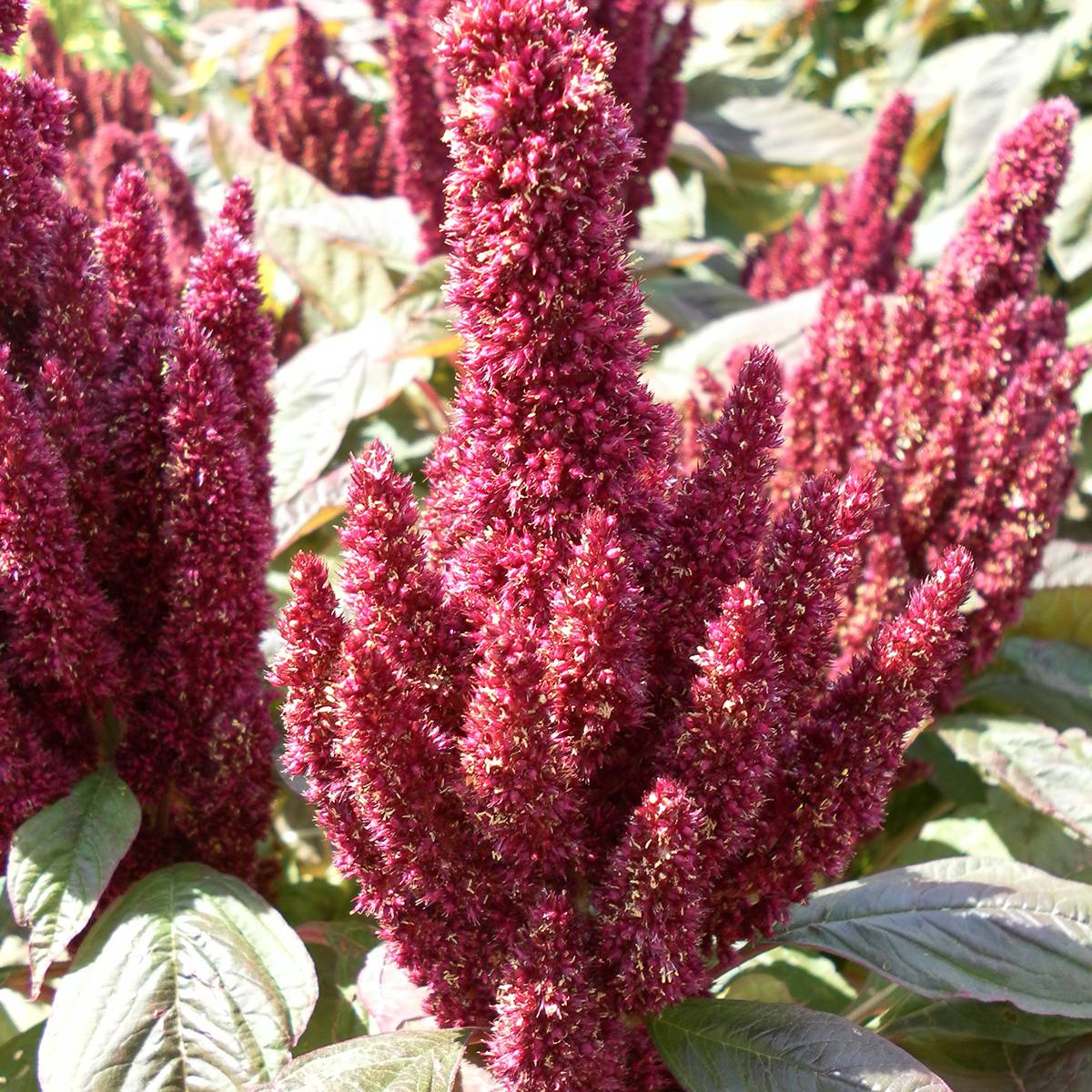 Promesse de Fleurs - Graines d'Amarante Pygmy Torch (Flèche rouge) le sachet de 650 graines environ (0,5g)