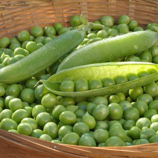Promesse de Fleurs - Pois nain Petit Provencal (grains ronds) - Pisum sativum le sachet de 250-350 graines environ (100g)