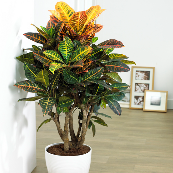 Gardenersdream - Codiaeum Petra - Croton Pour Maison Ou Bureau Arbrisseau D'Intérieur Vivant En Pot De 13 Cm - GardenersDream - Image 1