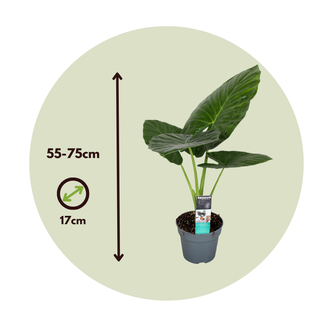 Plant In A Box - Plante éléphant - Alocasia 'Odora' - Hauteur 55-75cm - ⌀17cm - Image 4