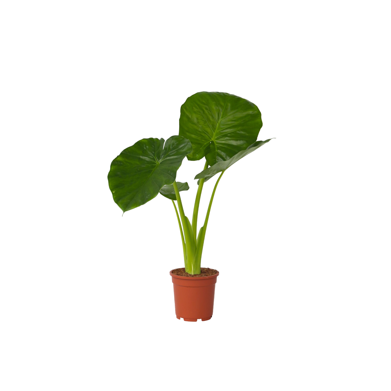 Plant In A Box - Plante éléphant - Alocasia 'Odora' - Hauteur 55-75cm - ⌀17cm - Image 1