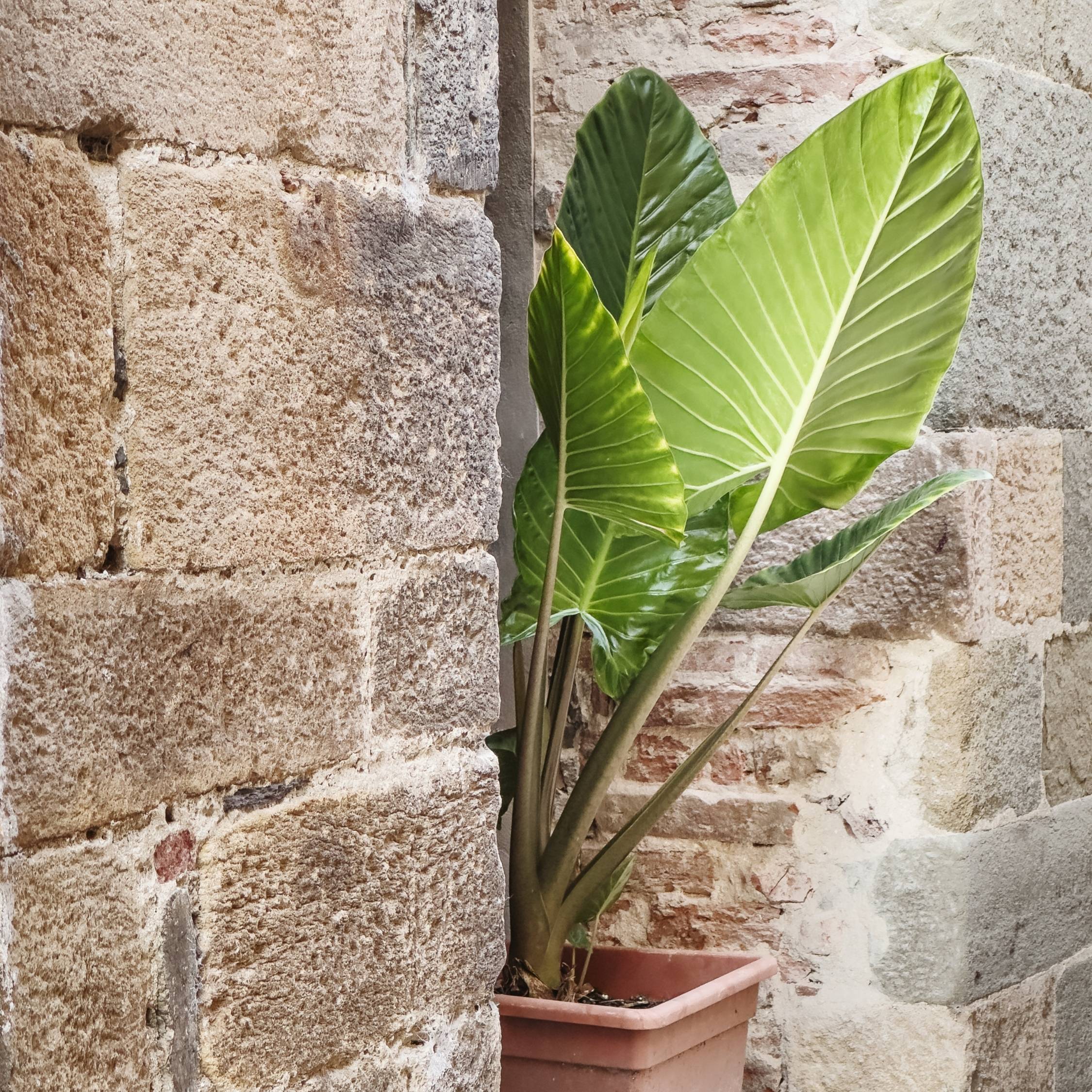 Plant In A Box - Plante éléphant - Alocasia 'Odora' - Hauteur 55-75cm - ⌀17cm - Image 2