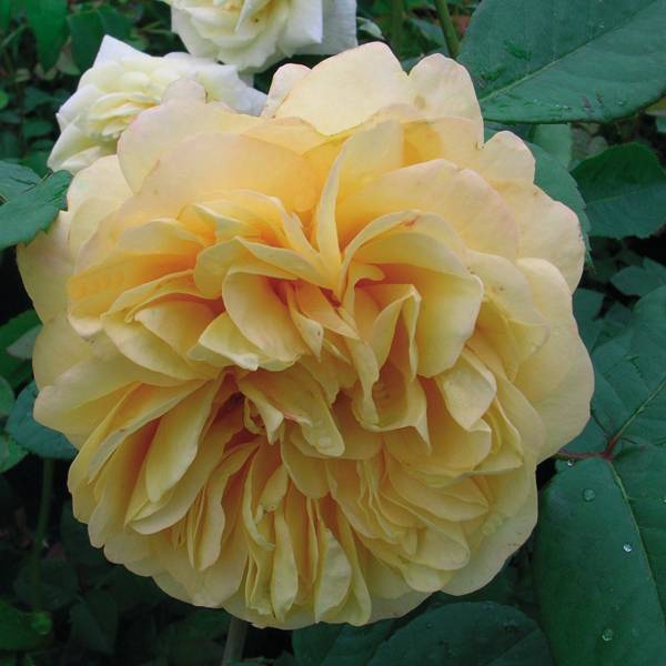 Promesse de Fleurs - Rosier à grandes fleurs Fragant Old Yellow Racines nues en motte
