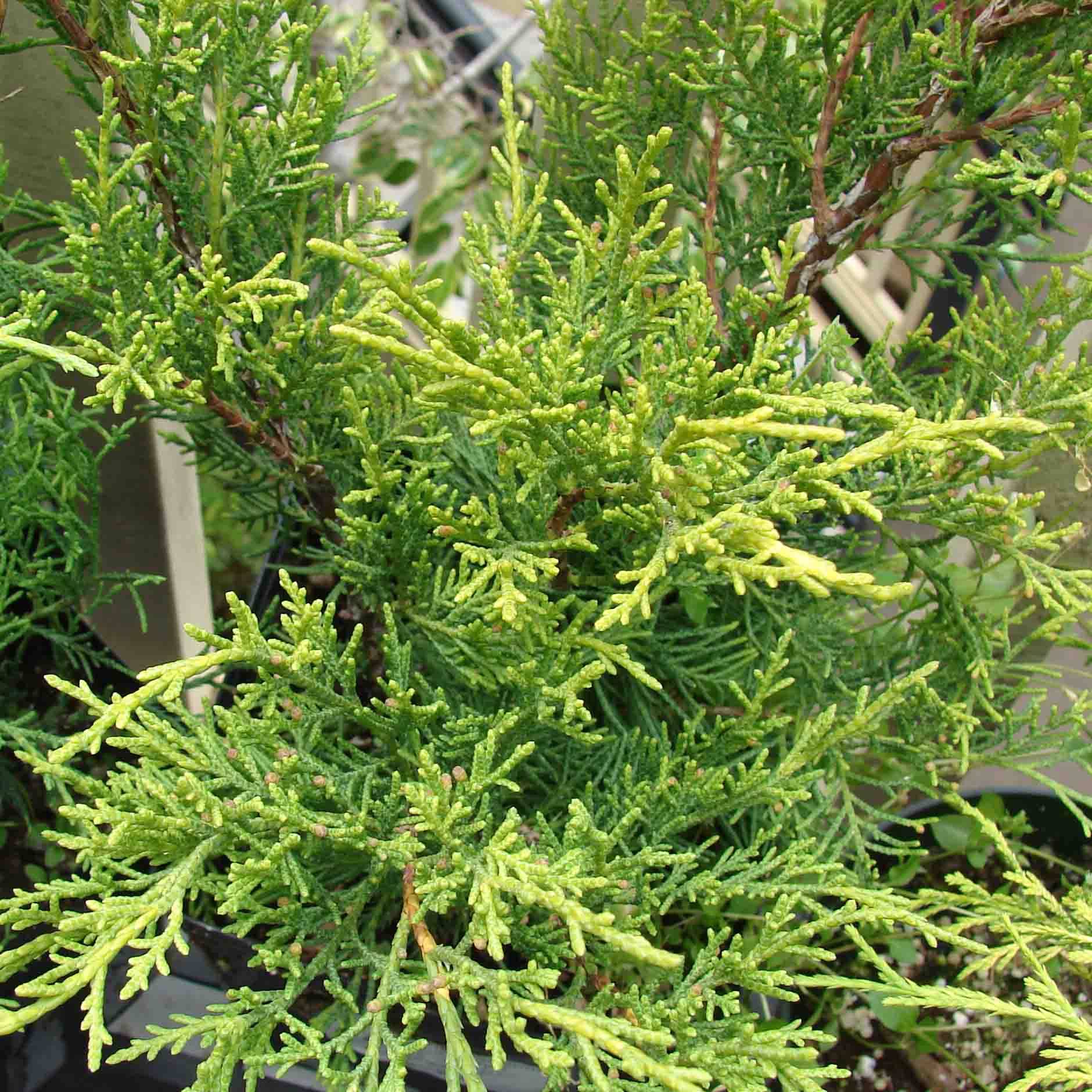 Promesse de Fleurs - Genévrier - Juniperus pfitzeriana Old Gold                Pot de 7,5L/10L - Image 1