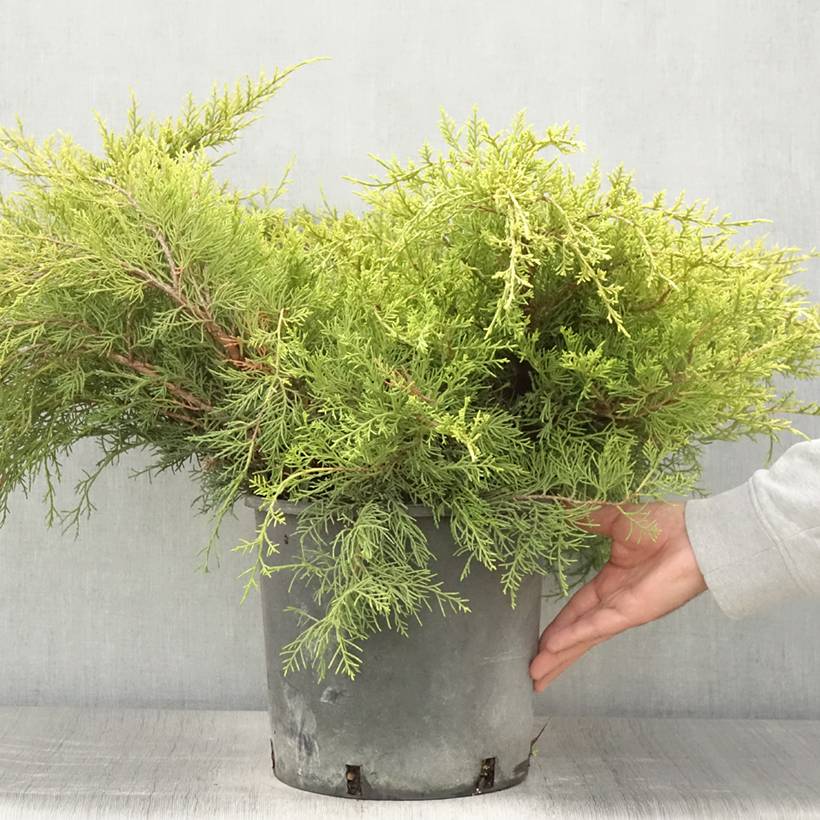 Promesse de Fleurs - Genévrier - Juniperus pfitzeriana Old Gold                Pot de 7,5L/10L - Image 2