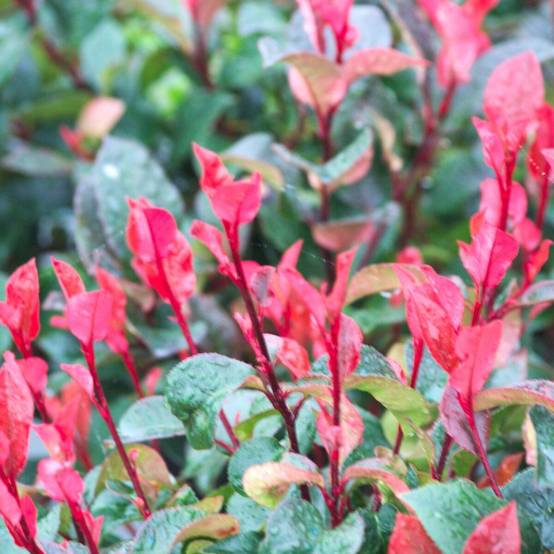 Photinia nain à fleurs Blanche - feuillage Persistant - Pot de 7,5L - 80/100 cm- hauteur à maturité De 1,00 m à 1,50 m - Image 1