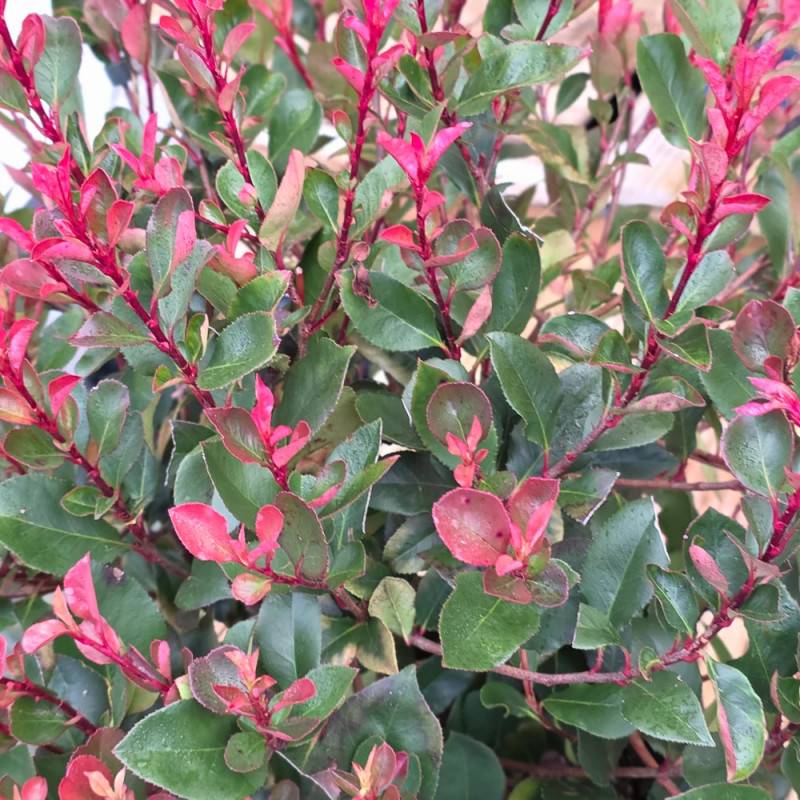 Photinia nain à fleurs Blanche - feuillage Persistant - Pot de 7,5L - 80/100 cm- hauteur à maturité De 1,00 m à 1,50 m - Image 3
