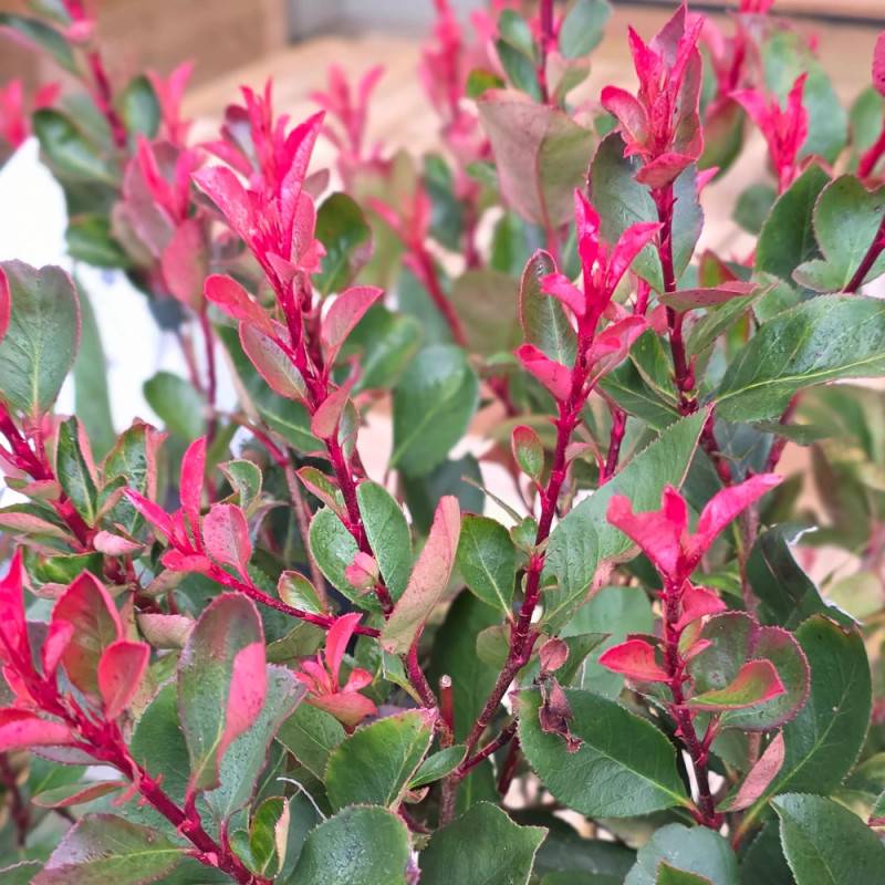 Photinia nain à fleurs Blanche - feuillage Persistant - Pot de 7,5L - 80/100 cm-  hauteur à maturité De 1,00 m à 1,50 m - Imagen 5