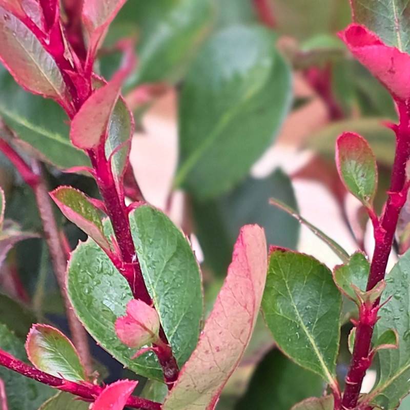 Photinia nain à fleurs Blanche - feuillage Persistant - Pot de 7,5L - 80/100 cm- hauteur à maturité De 1,00 m à 1,50 m - Image 4