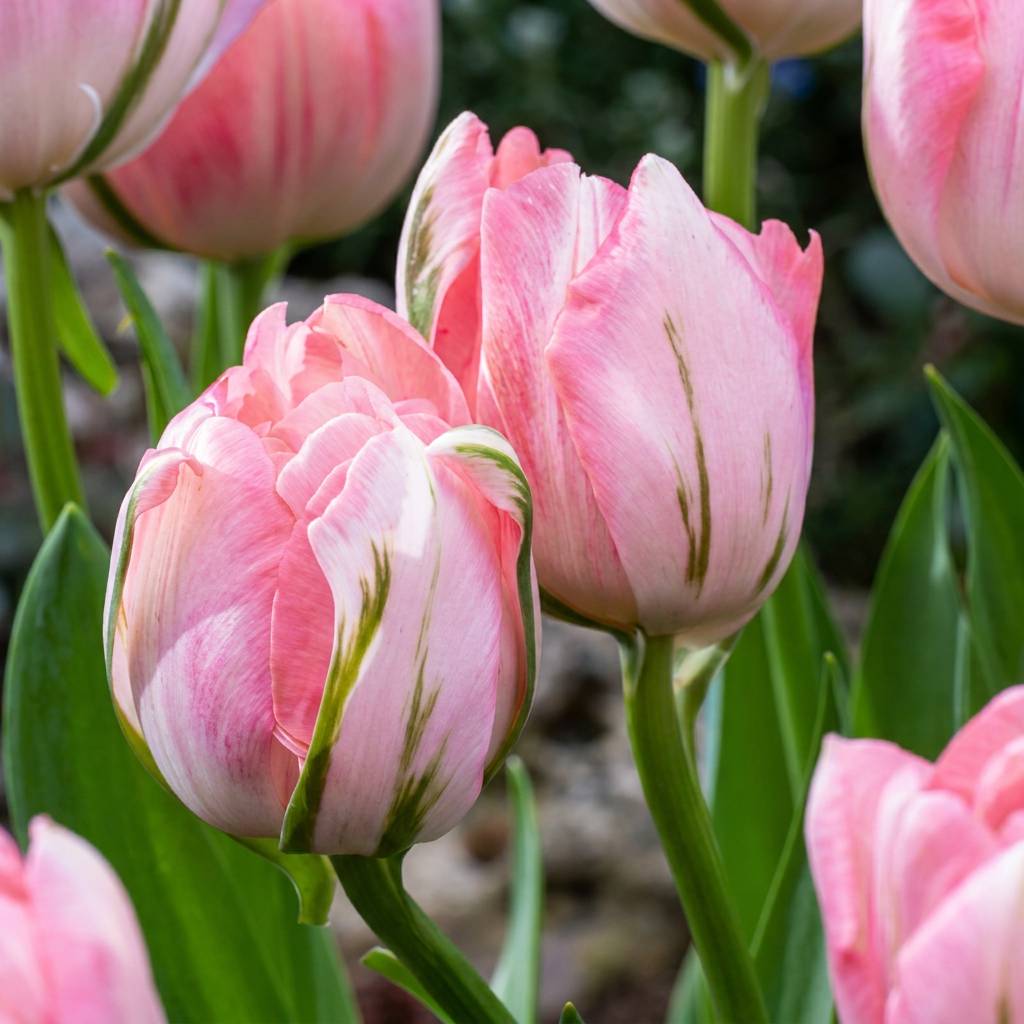 La Green Touch - Tulipe double rose - 24 bulbes