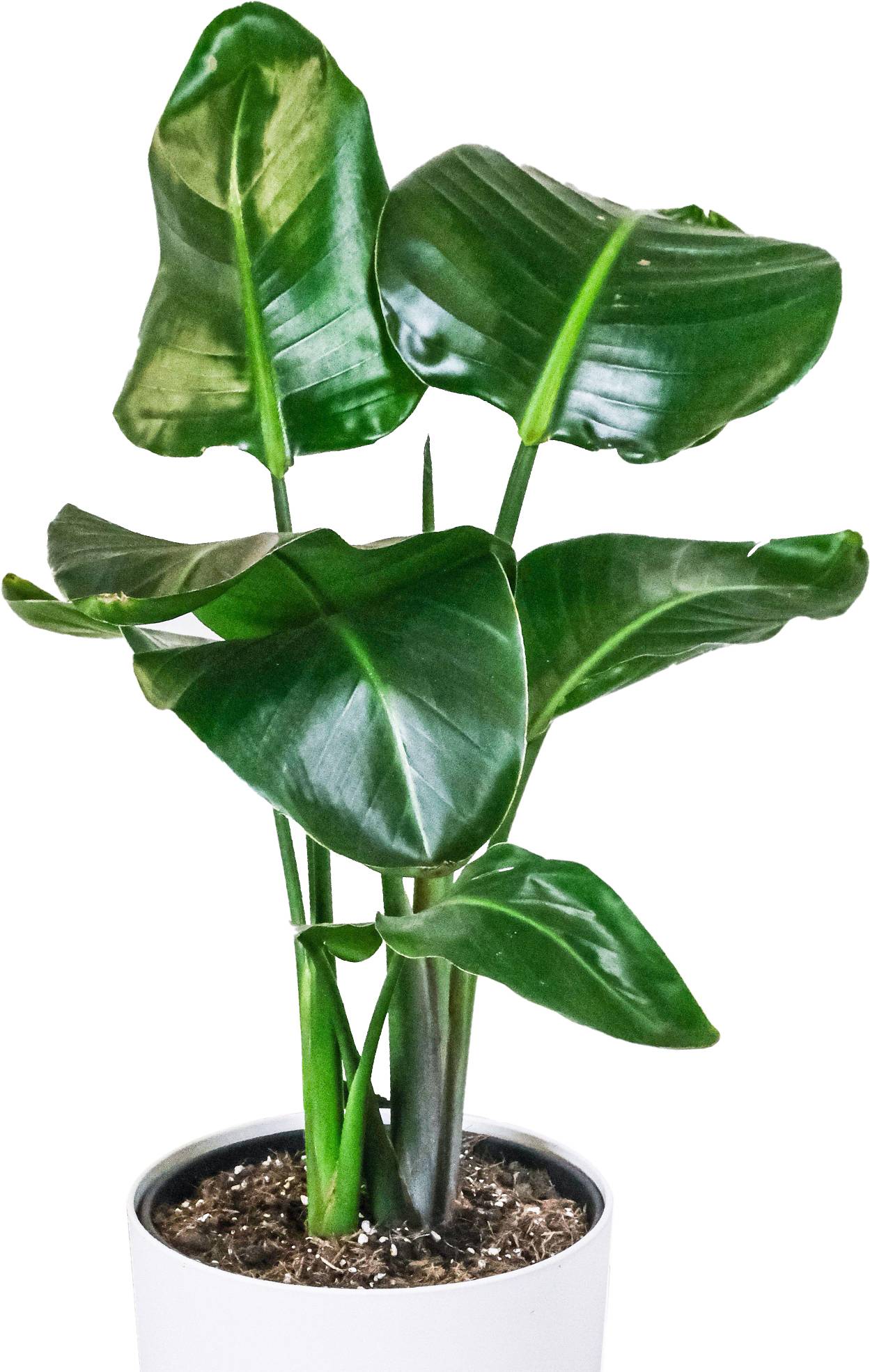 Gardenersdream - Strelitzia Nicolai | Oiseau De Paradis Blanc | Plante Dépolluante D'Intérieur En Pot  - GardenersDream - Image 1
