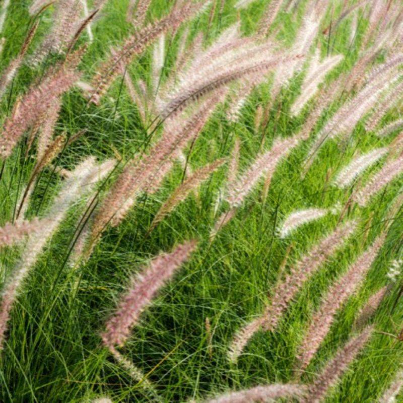 3 Herbes aux écouvillons 'Karley Rose' (Pennisetum Karley Rose) - Lot de 3 graminées - Pépinières Naudet - Imagen 1