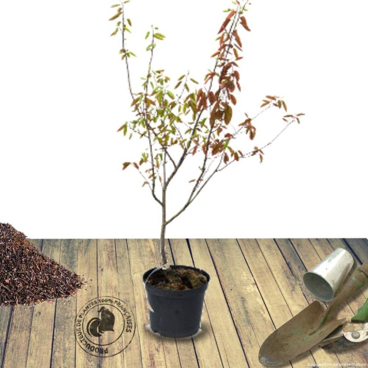 Amélanchier de Lamarck lamarckii à fleurs Blanche - feuillage Caduc - Pot de 7,5L - 60/80 cm-  hauteur à maturité De 1,50 m à 2,00 mm - Image 1