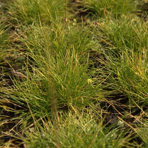 Fetuque, Festuca glauca Golden Toupee Godet de 8/9 cm