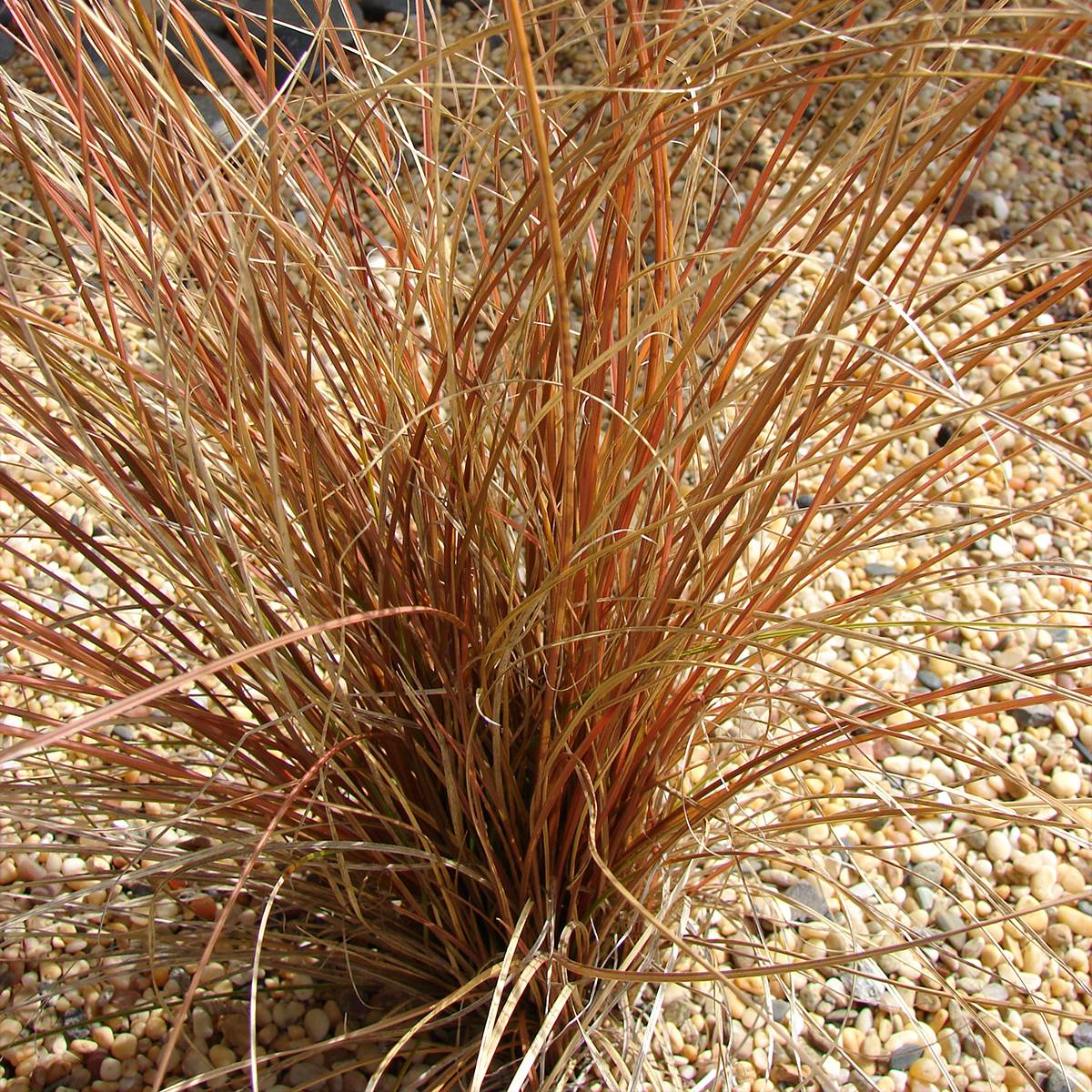 Carex comans Bronco - Laîche de Nouvelle-Zélande Godet de 8/9 cm