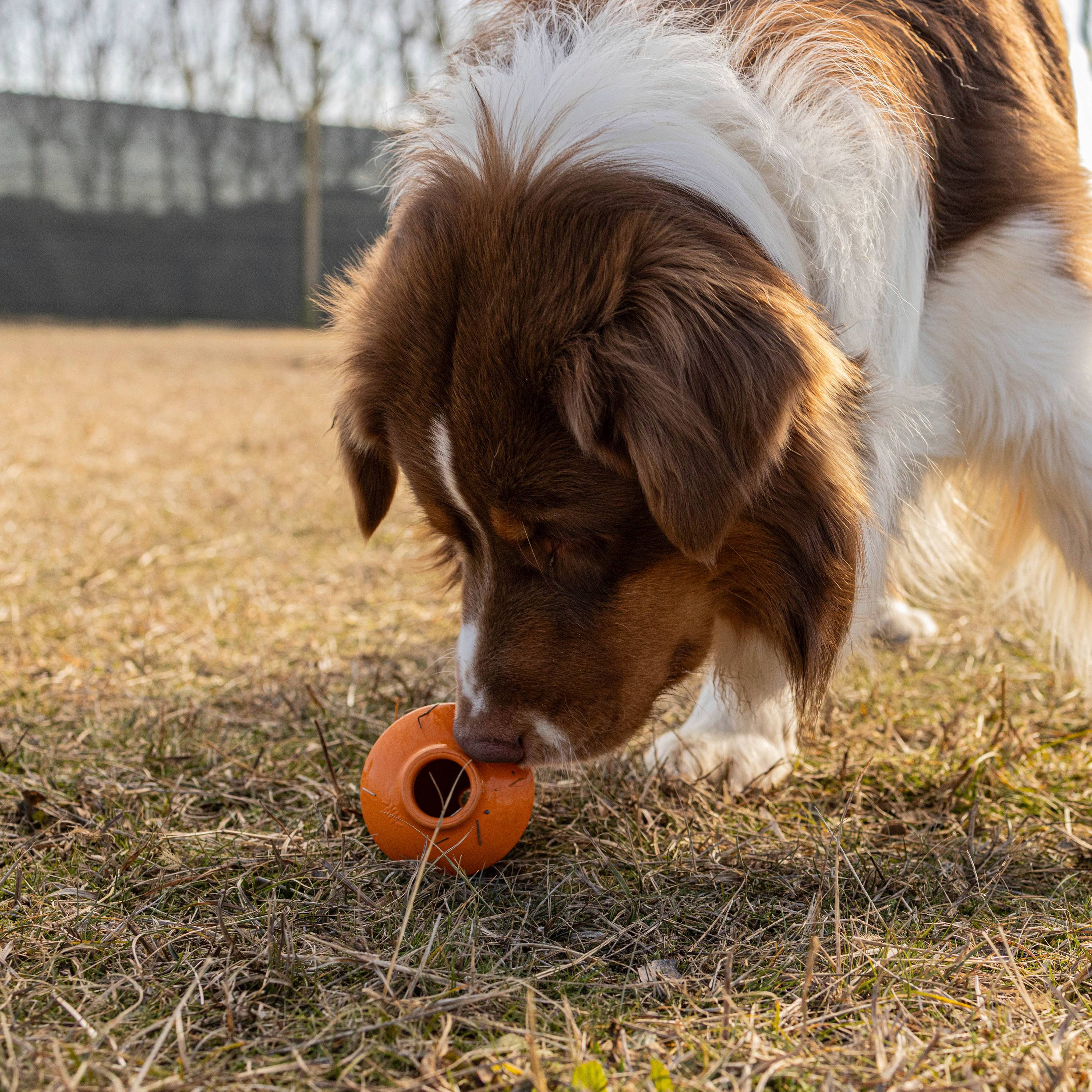 Ferplast - Ferplast Jouet Chien, Distributeur Croquettes ou Friandises, en Caoutchouc Naturel Durable à Mâcher, Arôme de poulet, Rebondissant, Lancer et - Imagen 4