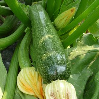 Plant de courgette Astia f1 pot de 0,5 litre