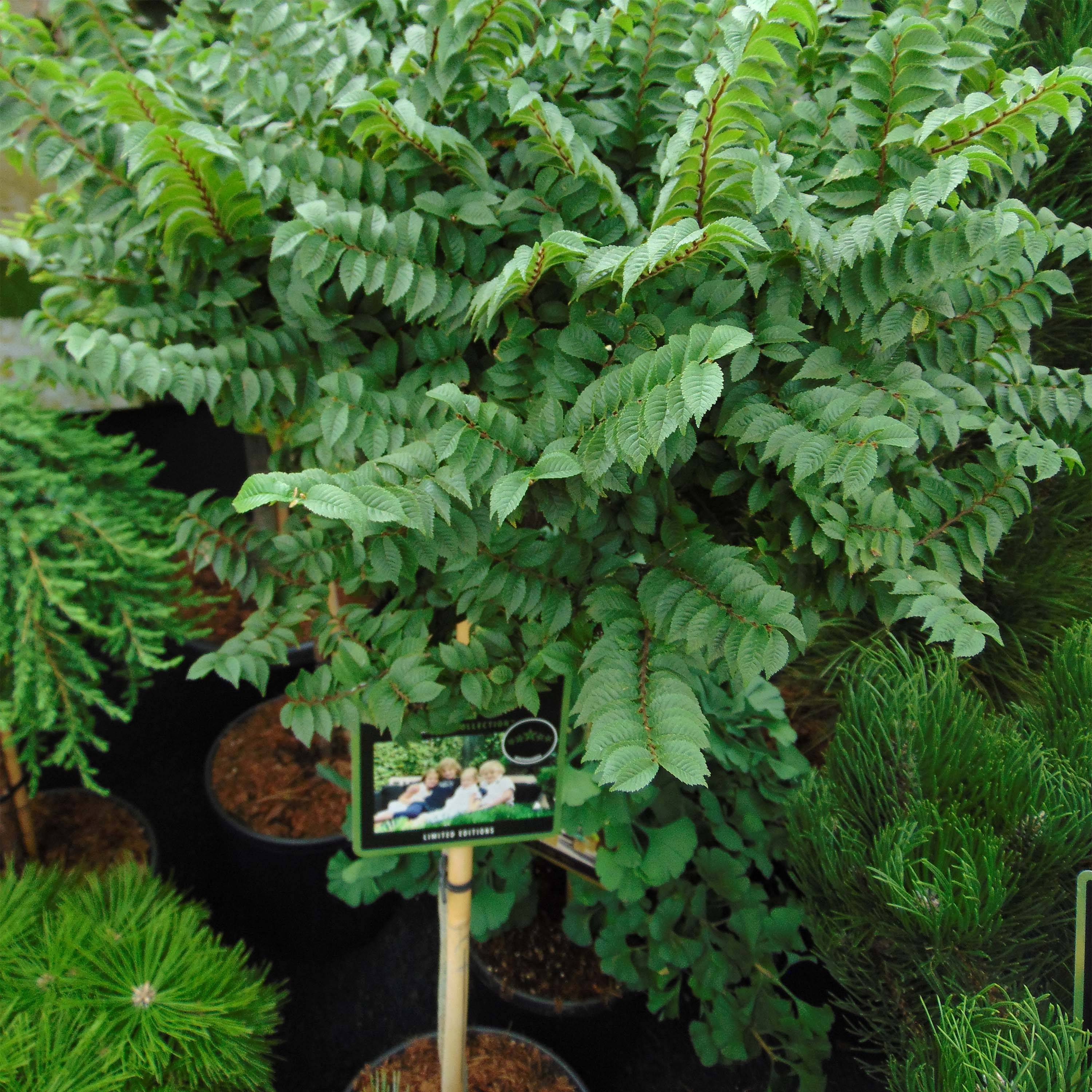 Promesse de Fleurs - Ulmus hollandica Jacqueline Hillier - Orme nain Pot de 4L/5L, Tige, Tige de 60 cm