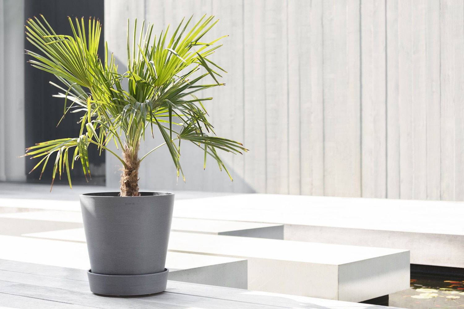 Ecopots - Support à roulettes Wheels 40 Gris - Ø 34,1 x H. 9 cm ECOPOTS - Imagen 4