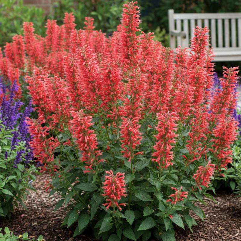 Agastache Kudos Red® à fleurs Rouge/ - feuillage Caduc - Godet - 5/20 cm - Imagen 1