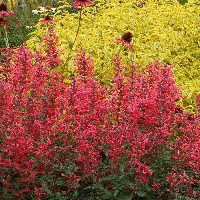 Agastache Kudos Red® à fleurs Rouge - feuillage Semi-Persistant - Godet - 5/20 cm-  hauteur à maturité De 0,15 m à 0,50 m - Imagen 1