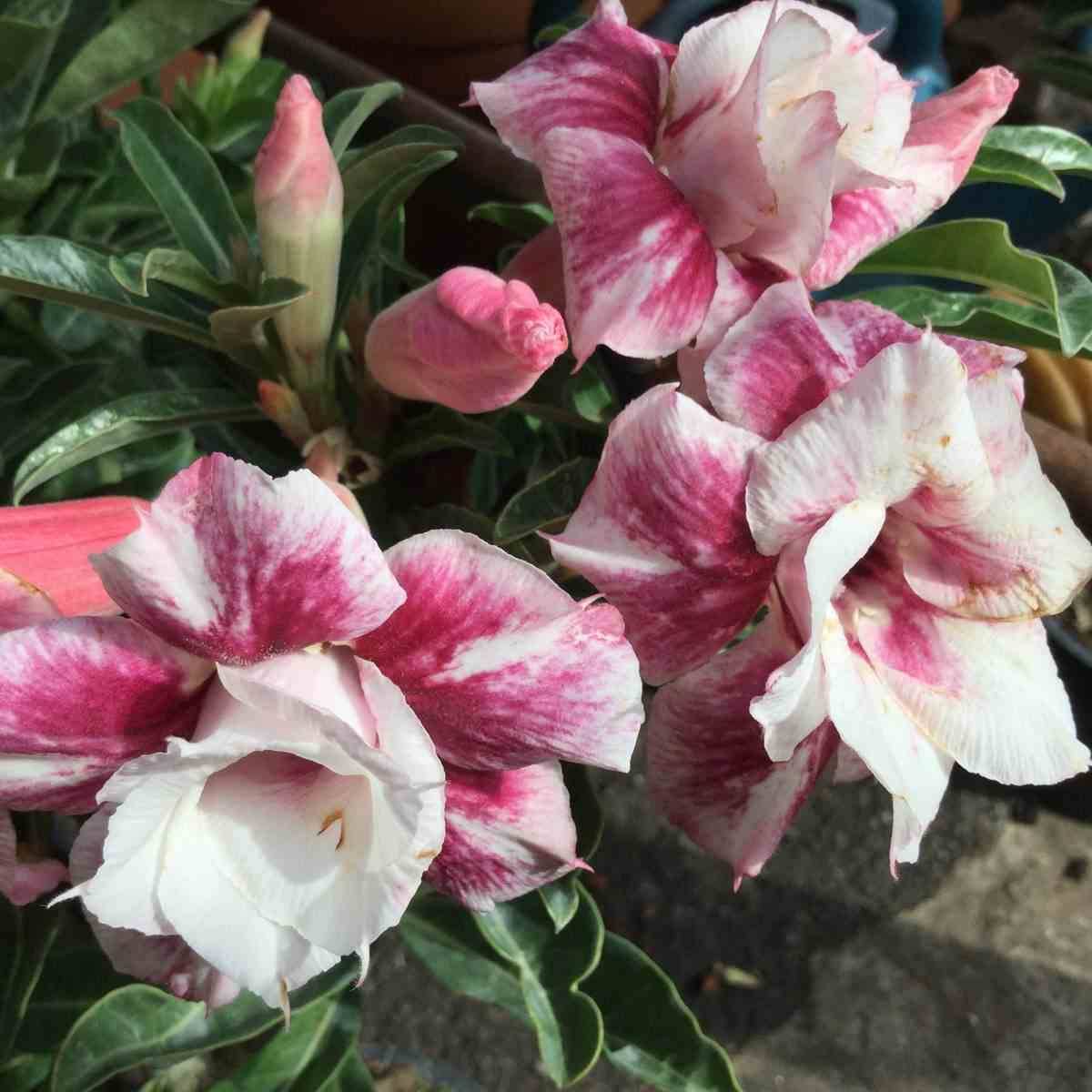 Sans Marque - Adenium obesum cv.Muang Prasertsri Couleur floraison:blanc et rose - Taille:Caudex d'environ 300g 20/25cm