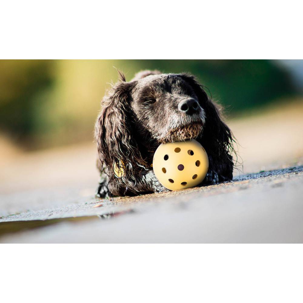 Trixie - Trixie - Balle avec trous 7 cm , spécialement pour les chiens malvoyants et aveugles - Imagen 4