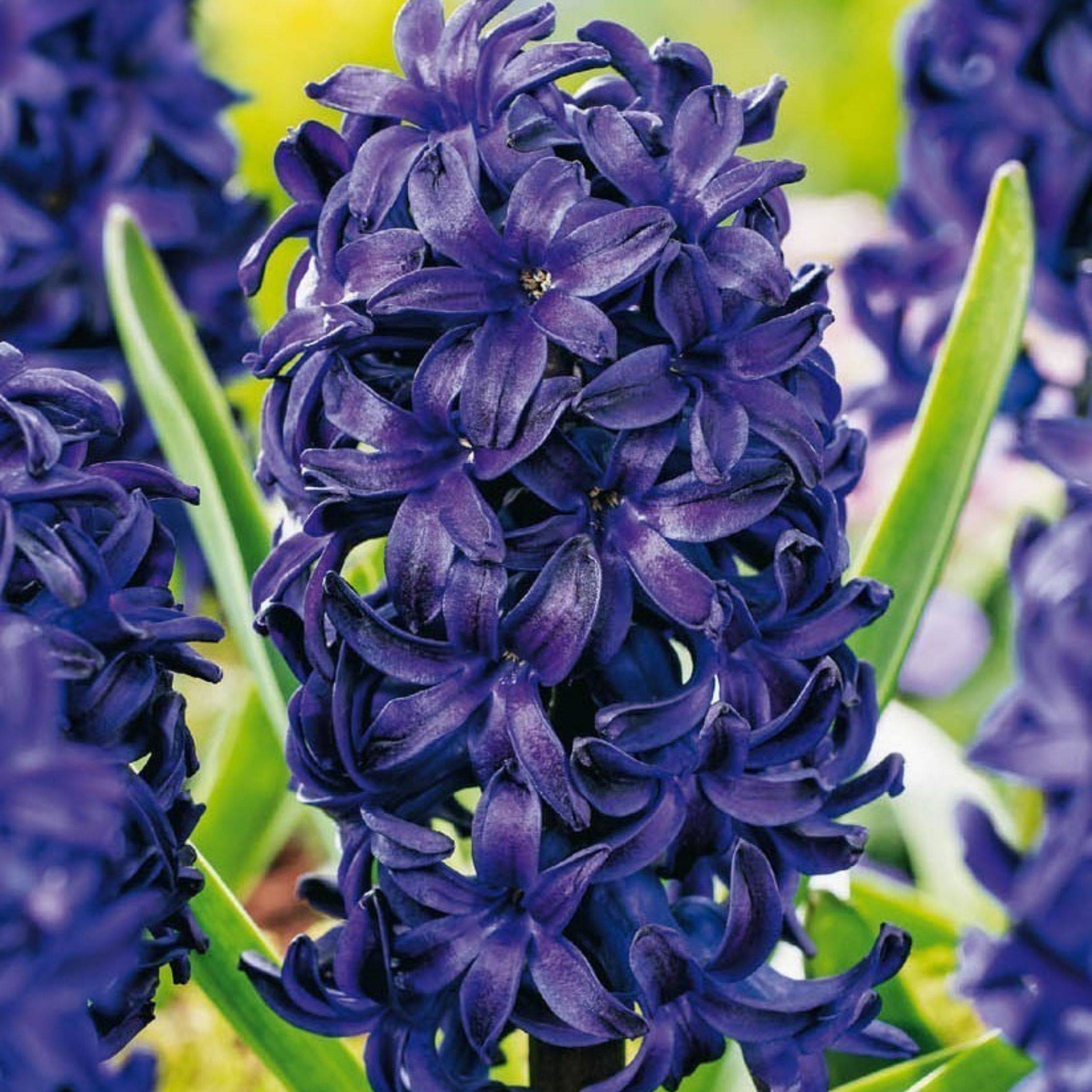 Plant In A Box - Jacinthe - Set de 15 - Hyacinthus 'Blue Trophy' - Bulbes à fleurs - Bleu - Image 5