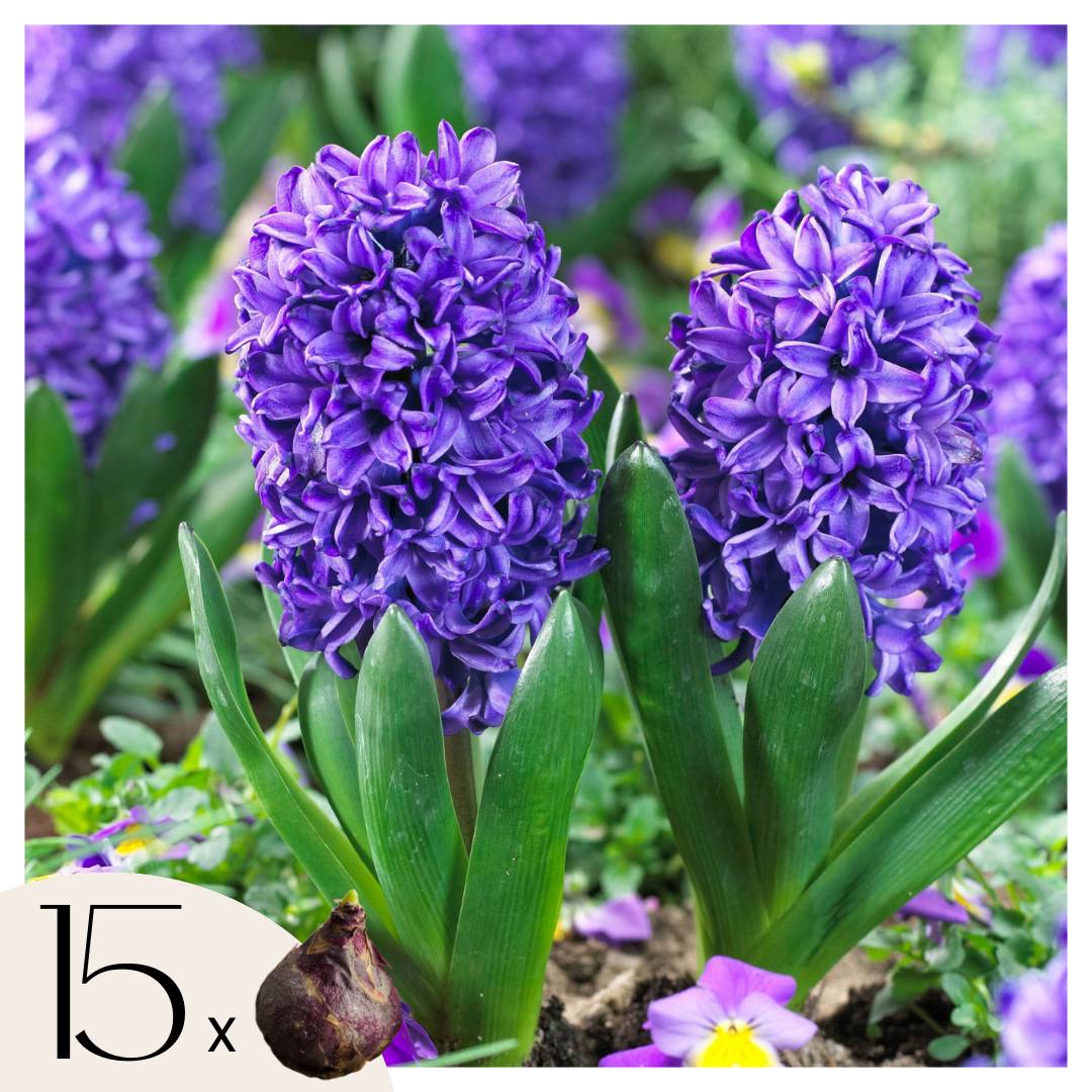 Plant In A Box - Jacinthe - Set de 15 - Hyacinthus 'Blue Trophy' - Bulbes à fleurs - Bleu - Image 1
