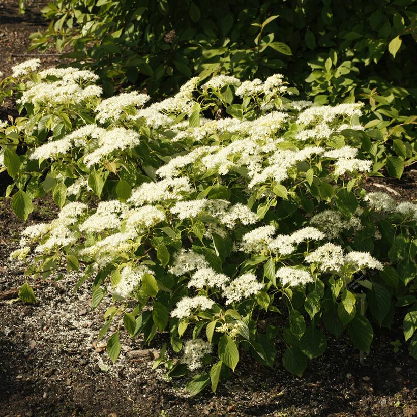 Cornus controversa Green Carpet - Cornouiller des Pagodes Pot de 4L/5L - Image 1