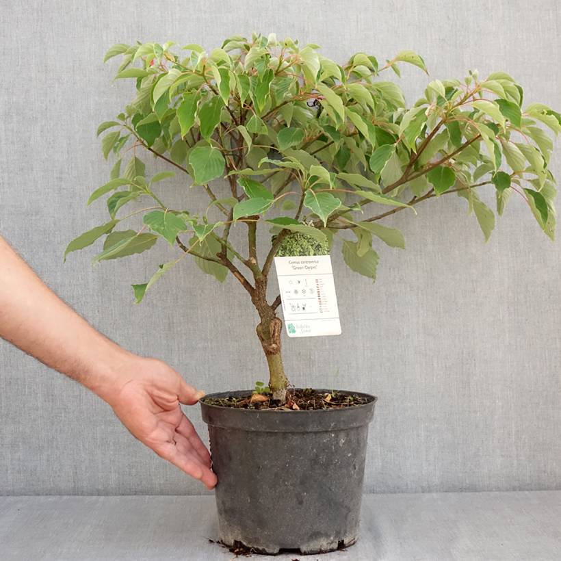 Cornus controversa Green Carpet - Cornouiller des Pagodes Pot de 4L/5L - Image 2