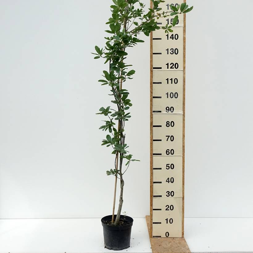 Promesse de Fleurs - Quercus robur Strypemonde - Chêne pédonculé Pot de 4L/5L - Image 2