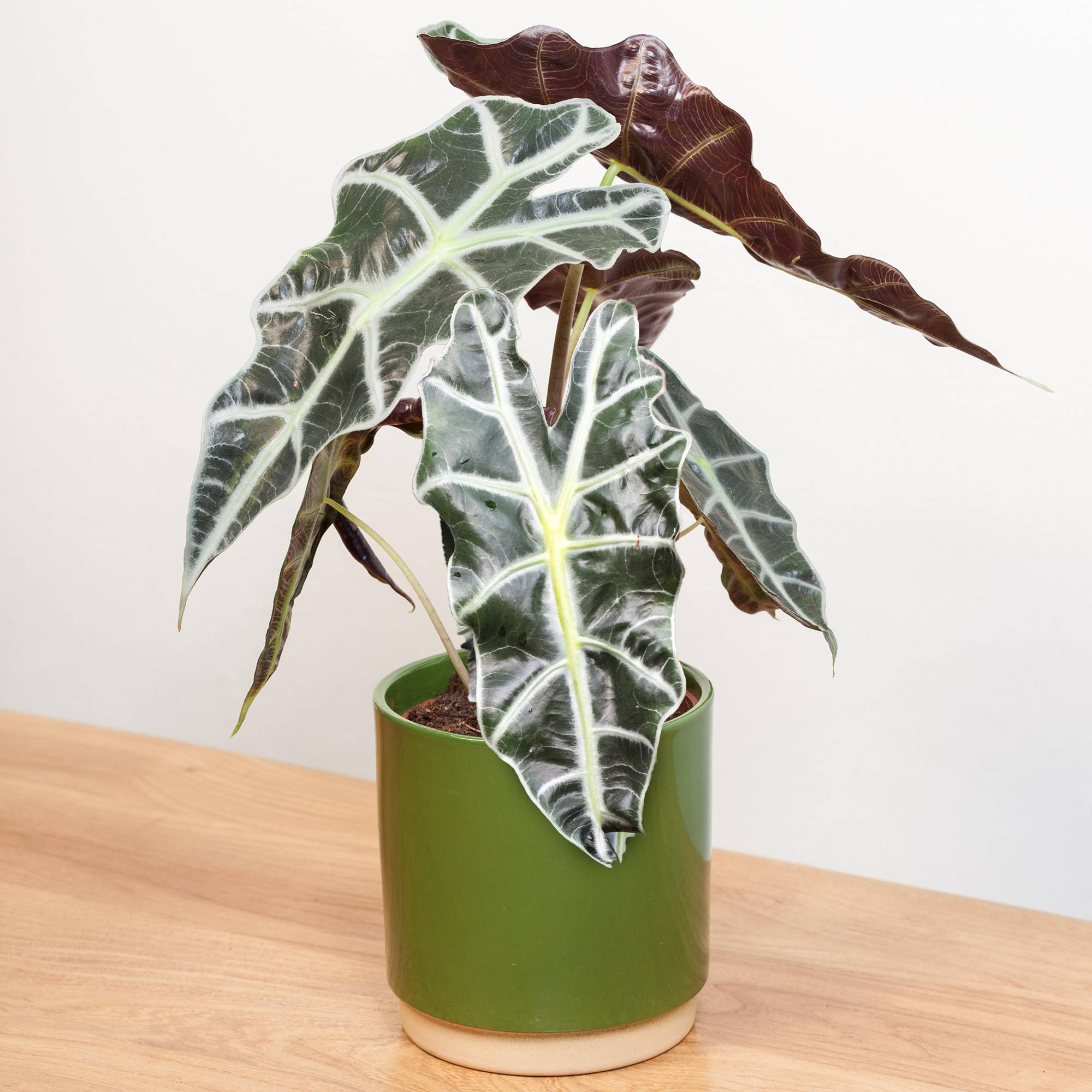 Gardenersdream - Alocasia Polly Plante Oreille D’Éléphant Plante D’Intérieur En Pot 30-40 Cm  - GardenersDream - Imagen 1