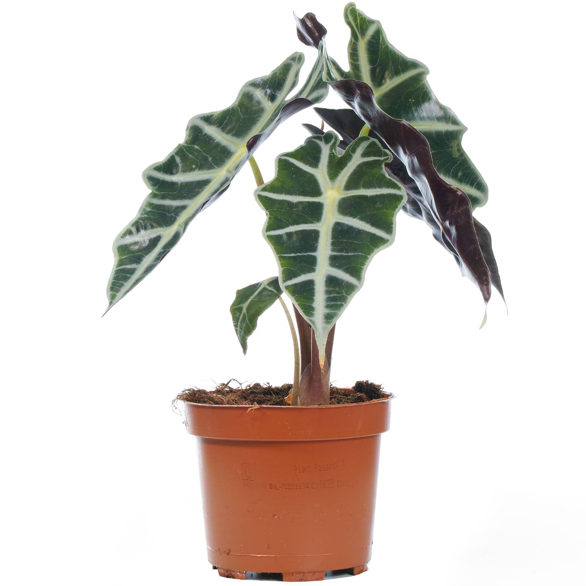 Gardenersdream - Alocasia Polly Plante Oreille D’Éléphant Plante D’Intérieur En Pot 30-40 Cm  - GardenersDream - Imagen 2
