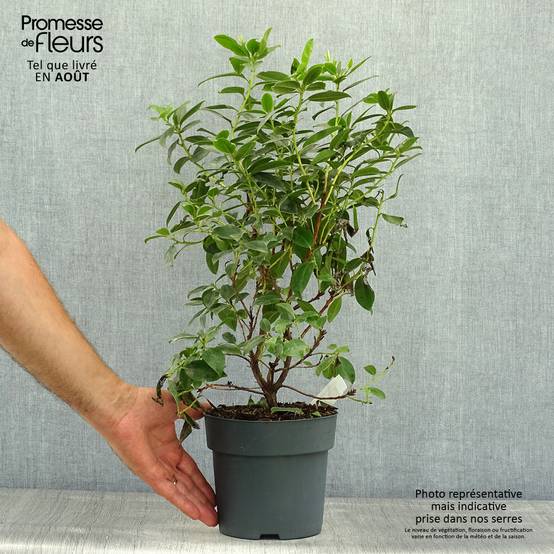 2l Pot Rhododendron Rhododendron Praecox - Rhododendron nain Pot de 2L/3L - Jardiland