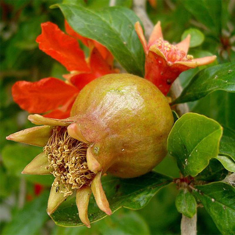 Promesse de Fleurs - Grenadier à fruits - Punica granatum Pot de 7,5L/10L, Buisson