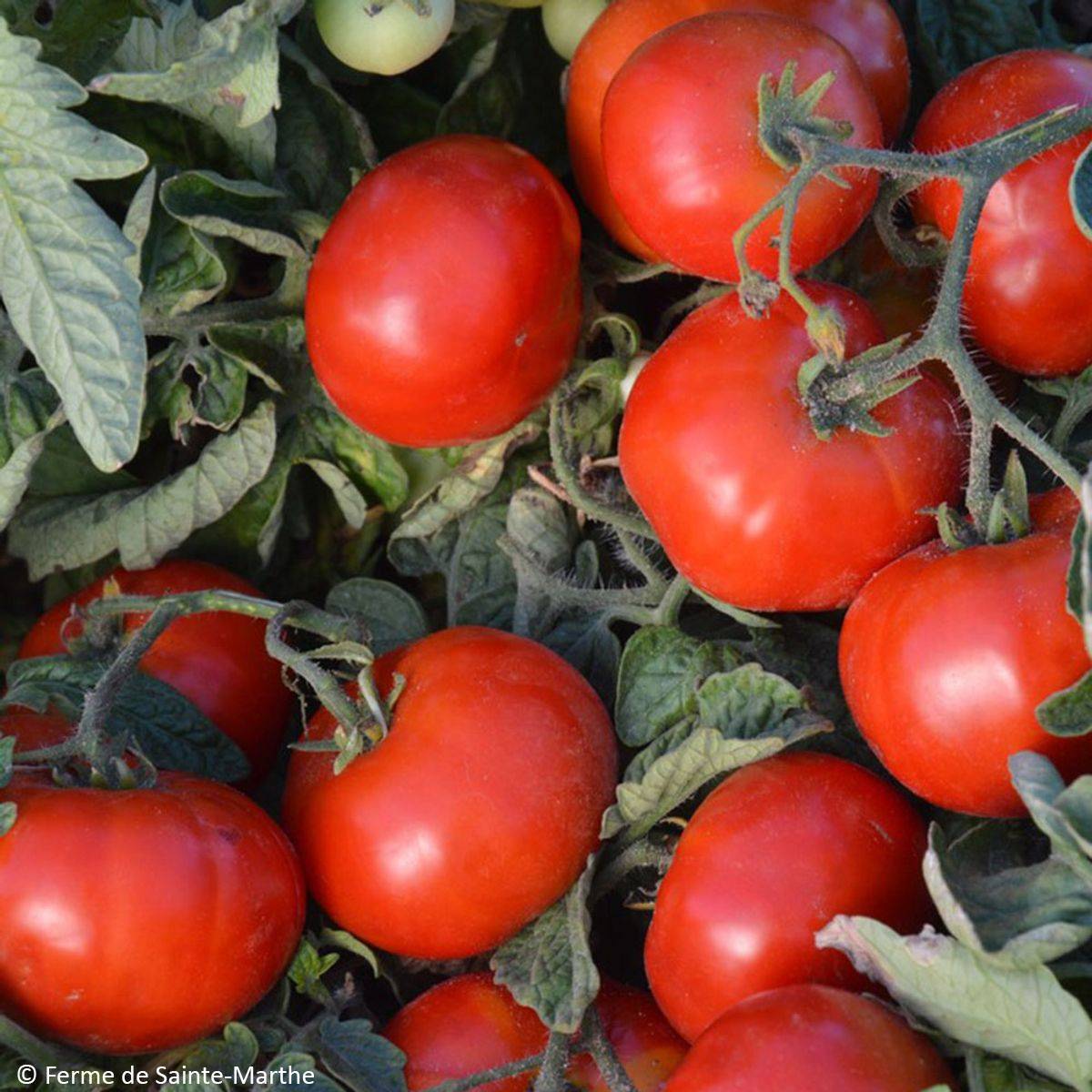 Tomate Betalux Bio - Ferme de Sainte Marthe le sachet de 50 graines environ