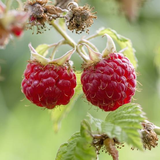 Framboisier Tulameen - Rubus idaeus Pot de 2L/3L, Buisson