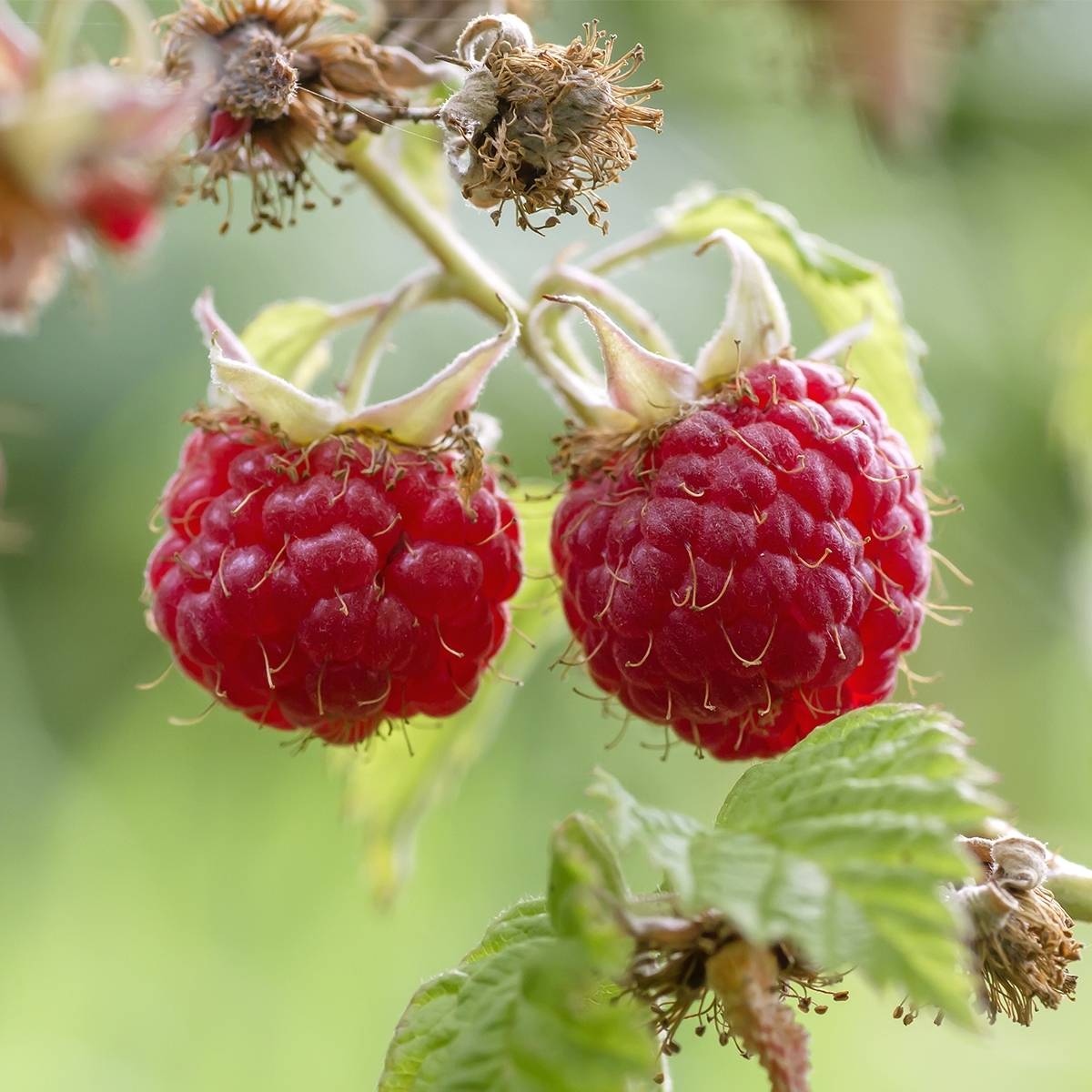 Framboisier Tulameen - Rubus idaeus Pot de 2L/3L, Buisson