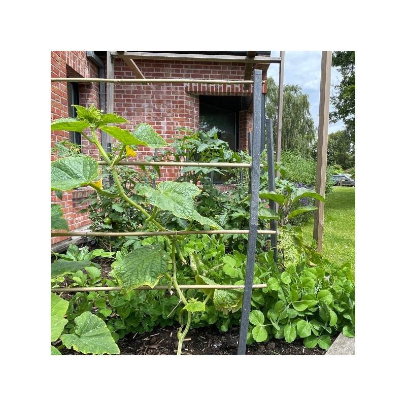 Jardinex - Tuteur Jardin (lot de 10) - Gris anthracite 100 cm - Jardinex - Imagen 5