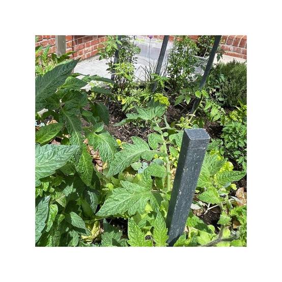 Jardinex - Tuteur Jardin (lot de 10) - Gris anthracite 100 cm - Jardinex - Imagen 9