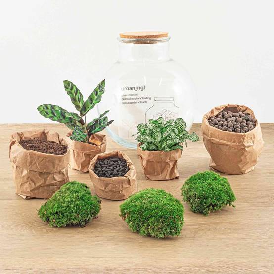 Diy Terrarium - D27 H27cm - Image 4