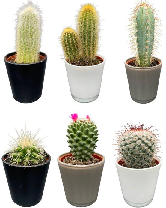 La Green Touch - Ensemble Cactus Modernes - 6 Variétés- La Green Touch - Image 1
