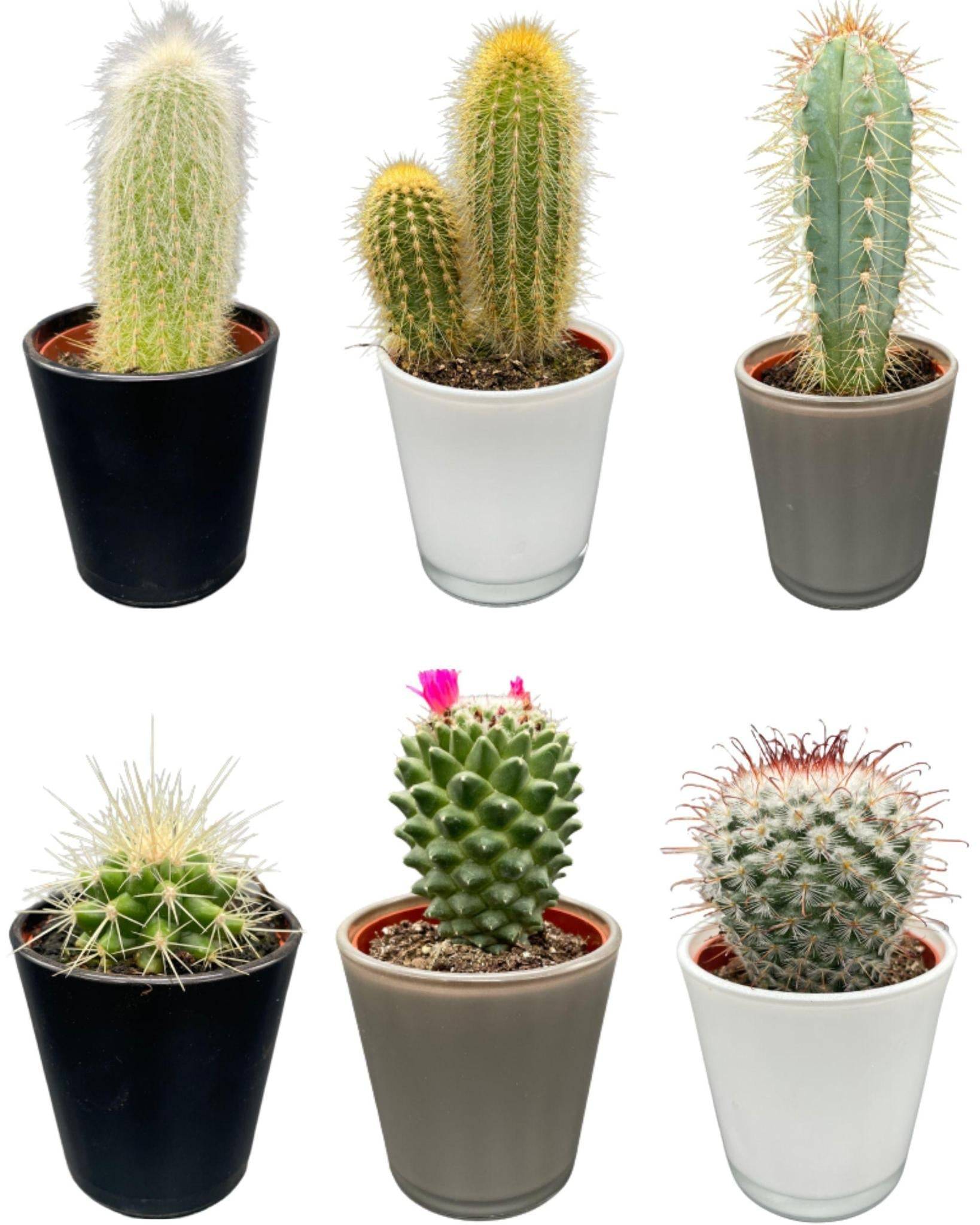 La Green Touch - Ensemble Cactus Modernes - 6 Variétés- La Green Touch