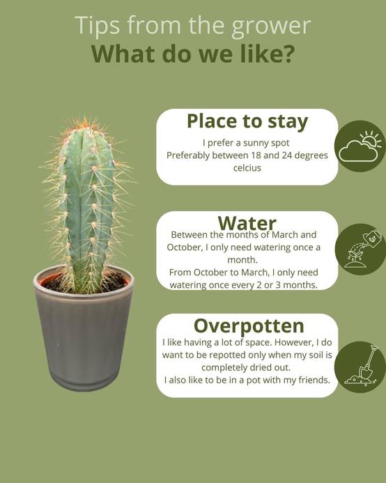 La Green Touch - Ensemble Cactus Modernes - 6 Variétés- La Green Touch - Image 5