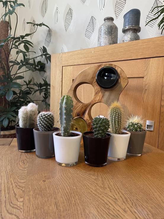 La Green Touch - Ensemble Cactus Modernes - 6 Variétés- La Green Touch - Image 2
