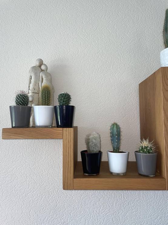 La Green Touch - Ensemble Cactus Modernes - 6 Variétés- La Green Touch - Image 3